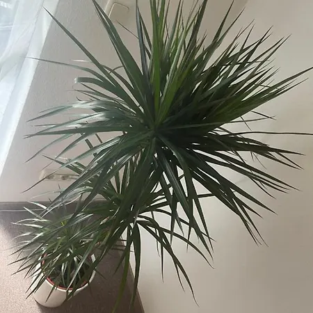 Kingsize Bett Boho Mit Tiefgarage Naehe Salzburg Apartmán